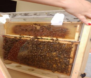 Przedszkolaki poznawały życie pszczół. zdjecie 0